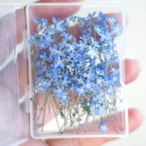 30pcs tiny dried forget me not, blue dried flowers for resin jewellery, 3d dried forget me nots, flowers for resin